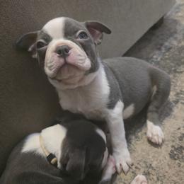 Dark green - Lilac male Boston Terrier puppy in Red Rock, Arizona from Aronow Pups