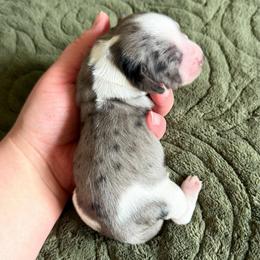 AKC Black Dapple-Piebald - Dapple male Dachshund puppy in Colville, Washington from G&B Iron Mountain Dachshunds