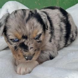 Wanda - Blue merle female Miniature Australian Shepherd puppy in Godley, Texas from Nana and Paws Aussies