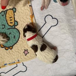 Prince - Liver and white male English Springer Spaniel puppy in Borrego Springs, California from Desert Willow Kennel
