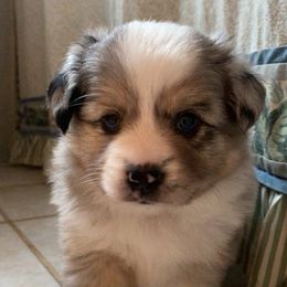 Toy Australian Shepherd Puppies from Pleasant Grove Aussies