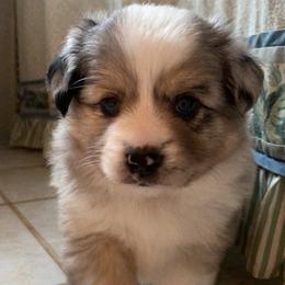 Toy Australian Shepherd Puppies from Pleasant Grove Aussies