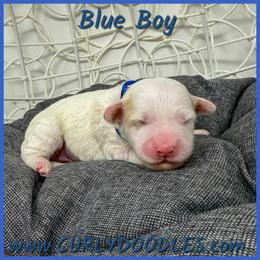 Boy 3 - Parti male Goldendoodle puppy in Taneytown, Maryland from Curlydoodles
