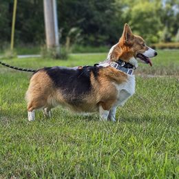 Reba - Pembroke Welsh Corgi