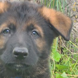 Badass Gage z Zaruka - Sable German Shepherd puppy in West Plains, Missouri from Zaruka German Shepherds