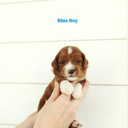 Blue Boy - Red  male Goldendoodle puppy in Rio Linda, California from GoldendoodlePaw