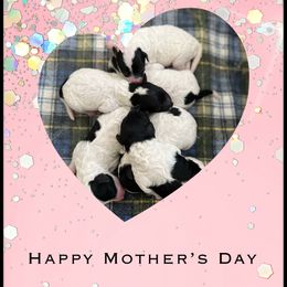 Poodle Puppies from Fluffy Friends Poodles