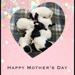 Poodle Puppies from Fluffy Friends Poodles