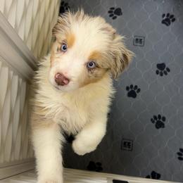 Jellybean - Red merle male Australian Shepherd puppy in Anniston, Alabama from All Hale Aussies