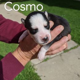 Pomsky Puppies from Paw-lenty of Pomskies