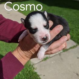 Pomsky Puppies from Paw-lenty of Pomskies