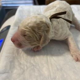 Bentley (brown collar - Phantom male Poodle puppy in Port Saint Lucie, Florida from Abbott Standard Poodles