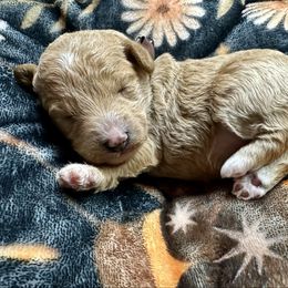 Claus - Apricot male Poodle puppy in Adolphus, Kentucky from Deerly Poodles