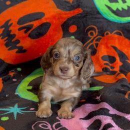 Snickerdoodle - Dapple female Dachshund puppy in Escalon, California from Dashing Dachshunds RF