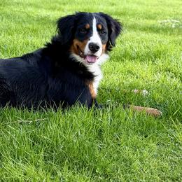 Bernedoodles and Bernese Mountain Dogs from Butter Cup Pups and Paws