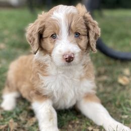 Grace - Aussiedoodle puppy in Iowa from Simon's Doodles