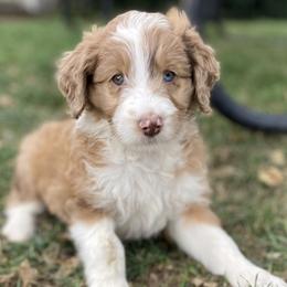Grace - Aussiedoodle puppy in Iowa from Simon's Doodles