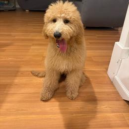 Aussiedoodle, Goldendoodle, and Labradoodle Puppies from Loving Doodle