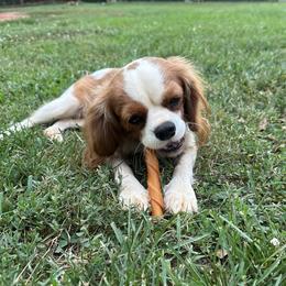 Millie - Cavalier King Charles Spaniel
