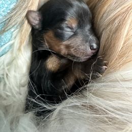Girl 5 - Chocolate, tan and white female Yorkshire Terrier puppy in Cullman, Alabama from Little Bark Partí Yorks
