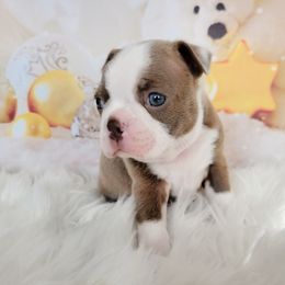 Boston Terrier Puppies from Our Gang Bostons