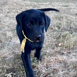 Yellow collar - Black male Labrador Retriever puppy in Decatur, Indiana from Golden Bundles