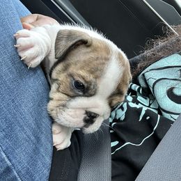 Bulldog Puppies from Argos Bully Family