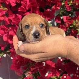 Noelle - AKC girl - Piebald female Dachshund puppy in Englewood, Florida from Dach of Doxies