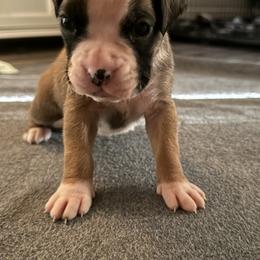 Girl 1 - Fawn female Boxer puppy in Volusia County, Florida from TKR Boxers