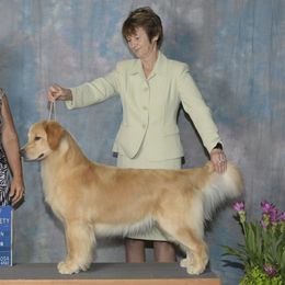 Golden Retrievers from DuBois' Golden Retrievers