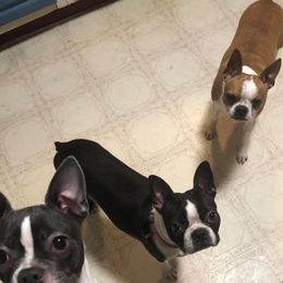 Boston Terriers from Moore Bostons 2 Love