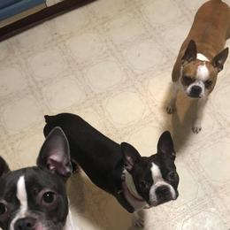 Boston Terriers from Moore Bostons 2 Love