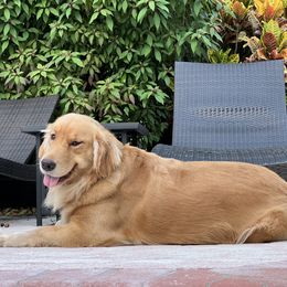 German Shepherd and Golden Retriever Puppies from Vom Bethel