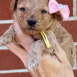 Leia - Cream female Poodle puppy in Franklin, North Carolina from Melissa Unger
