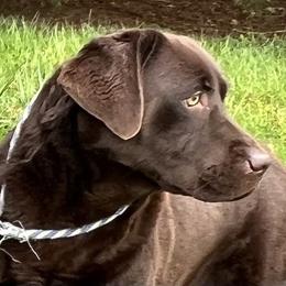 Angel - Labrador Retriever