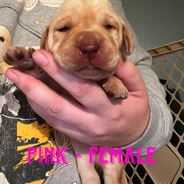Girl 1 - Yellow Labrador Retriever puppy in Chesapeake, Virginia from Dixie Creek Labradors