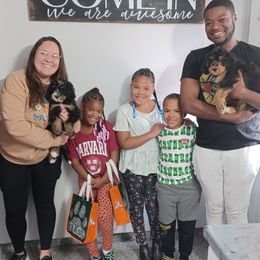 Aussiedoodle, Bernedoodle, Poodle, Shihpoo, and Shih Tzu Puppies from Route 66 Poodles & Doodles, Sapphire Shih-tzu's of Ohio