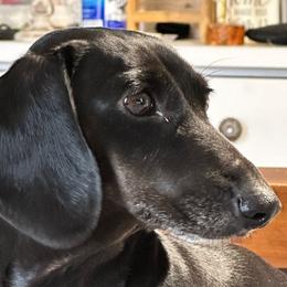 Monica - Dachshund
