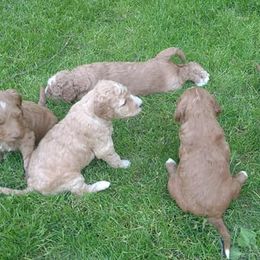 Goldendoodles from Mastadoodles