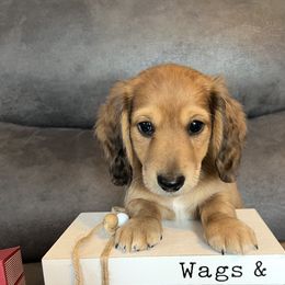 Ranger - Cream male Dachshund puppy in Stuart, Iowa from Johnson Family Corgis and more