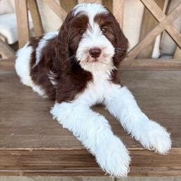 Lucas - Parti male Goldendoodle puppy in Allen, Texas from Calena’s Doodles