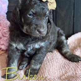 Birken - Phantom female Poodle puppy in Independence, Kansas from Malone Standard Poodles