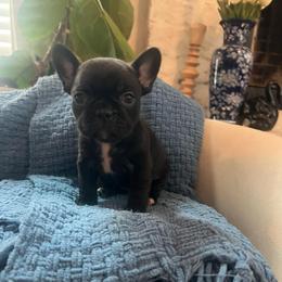 Wednesday - Brindle and white female French Bulldog puppy in New Waverly, Texas from C.P. Puppy Buddies