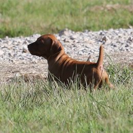 Boy 4 - Golden rust male Vizsla puppy in Albany, Texas from Big Country Kennels