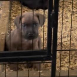 Buttercup - Gray and fawn female Cane Corso puppy in San Isidro, Texas from MTZCC Ranch, LLC