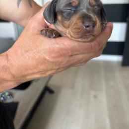 Dash - Gray (blue) and tan male Dachshund puppy in Tomball, Texas from Gutierrez House of Doxies