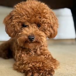 Millie - Poodle
