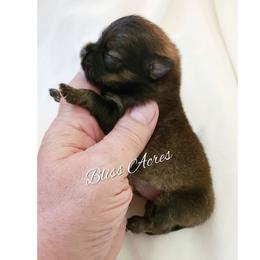 Georgia - Red sable female Pomeranian puppy in Ponca City, Oklahoma from Bliss Acres Farm
