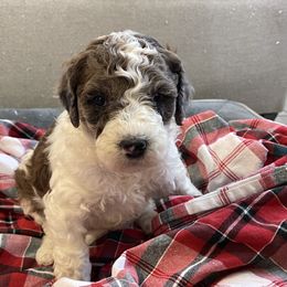 Twinkle - Chocolate female Goldendoodle puppy in Sugarcreek, Ohio from True Hearted Doodles
