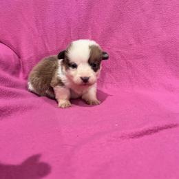Girl 5 (Moana) - Fawn female Pembroke Welsh Corgi puppy in Brazoria, Texas from Diamond Bar H
